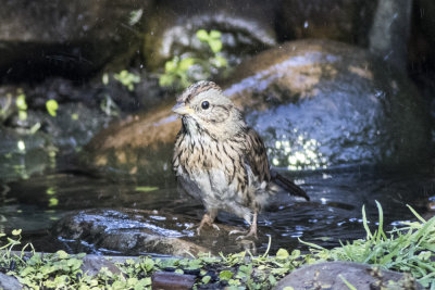 Lincoln's Sparrow