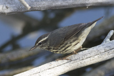 Northern Waterthrush