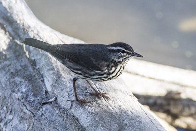 Northern Waterthrush