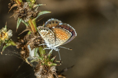 Pygmy Blue (Brephidium exilis)