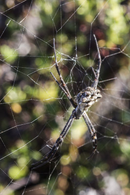 Silver Argiope (Argiope argentata)