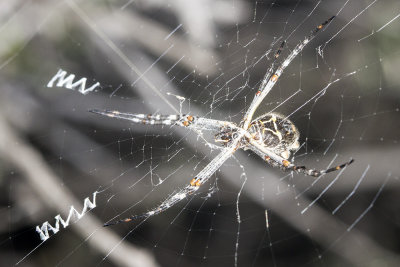 Silver Argiope (Argiope argentata)