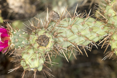Coast  Cholla (Cylindropuntia prolifera)