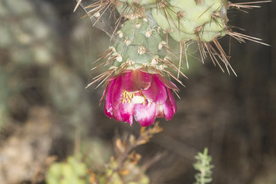 Coast  Cholla (Cylindropuntia prolifera)