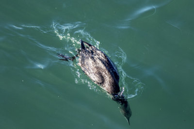 Western Grebe