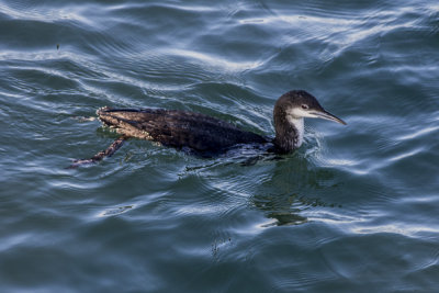 Western Grebe