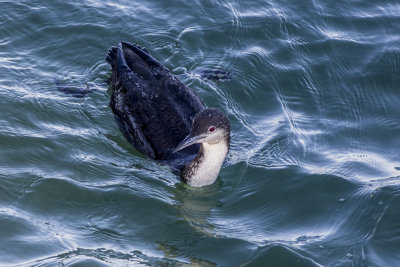 Western Grebe