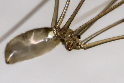 Daddy Long-legs Spider (Pholcus phalangioides)