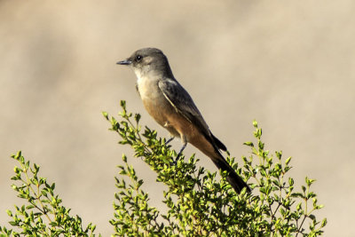 Say's Phoebe