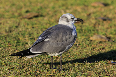 Laughing Gull