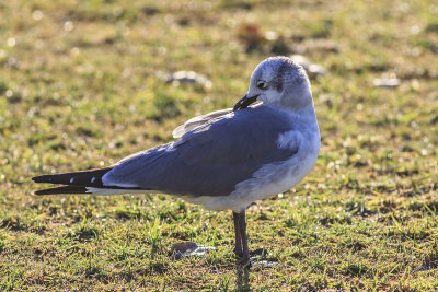 Laughing Gull