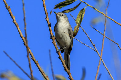 Blue-gray Gnatcatcher