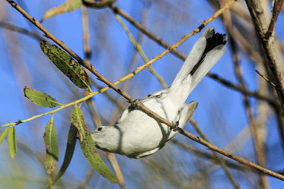 Blue-gray Gnatcatcher