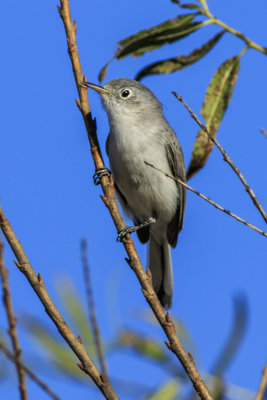 Blue-gray Gnatcatcher