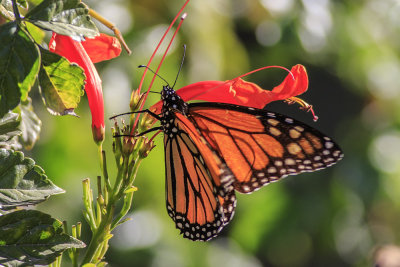 Monarch (Danaus plexippus)