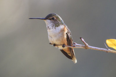 Allen's  Hummingbird