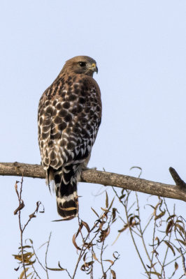 Red-shouldered Hawk