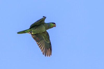 Lilac - Crowned Parrot