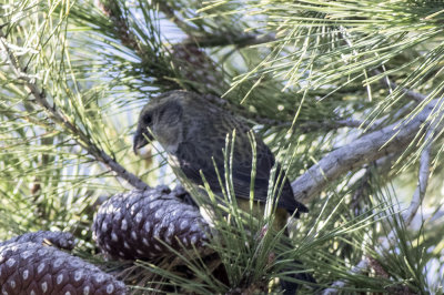 Red Crossbill