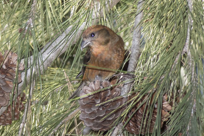 Red Crossbill