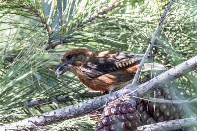 Red Crossbill