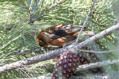 Red Crossbill