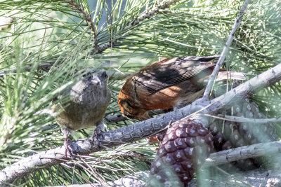 Red Crossbill