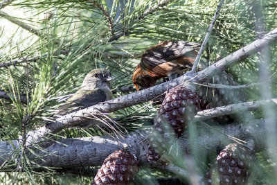 Red Crossbill