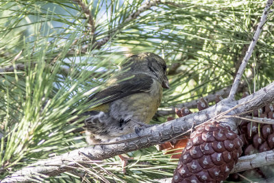 Red Crossbill