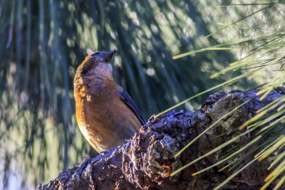 Red Crossbill