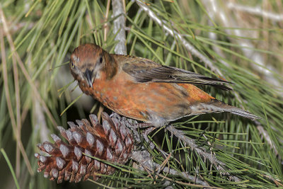 Red Crossbill