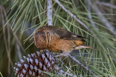 Red Crossbill