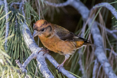Red Crossbill