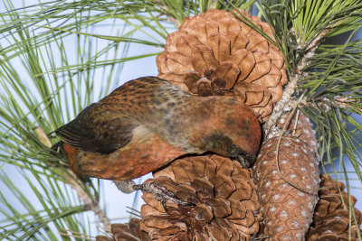 Red Crossbill