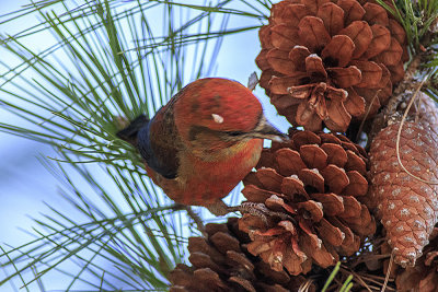 Red Crossbill
