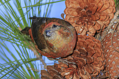 Red Crossbill