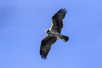 Osprey