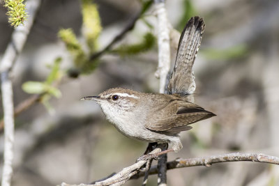 Bewick's  Wren