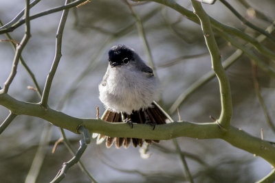 Black-tailed Gnatcatcher