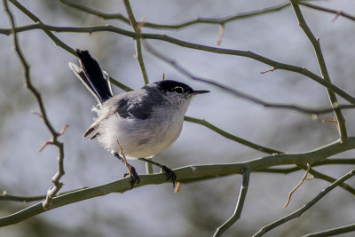 Black-tailed Gnatcatcher