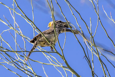 Cactus Wren