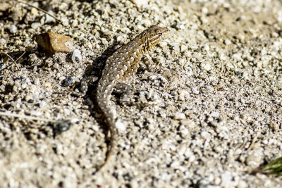 Desert Side-blotch Lizard