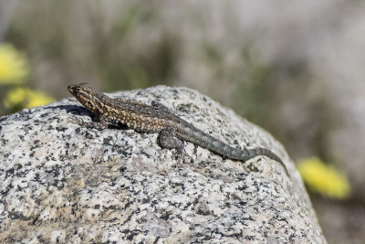 Desert Side-blotch Lizard