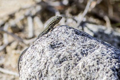 Desert Side-blotch Lizard
