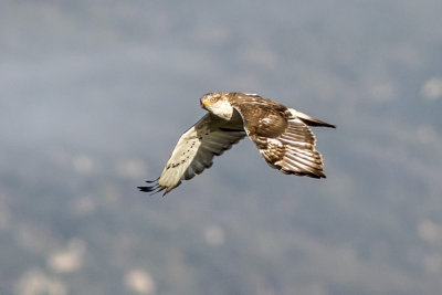 Ferruginous Hawk