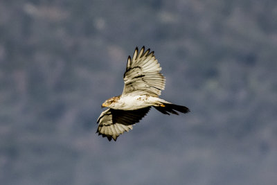 Ferruginous Hawk