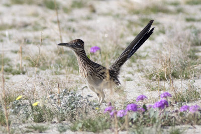 Greater Roadrunner