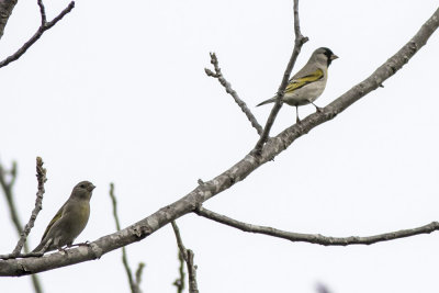 Lawrence's Goldfinch