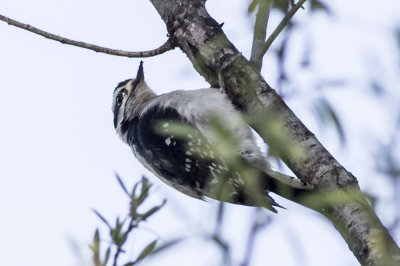 downy-woodpecker02.jpg