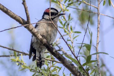 Downy Woodpecker